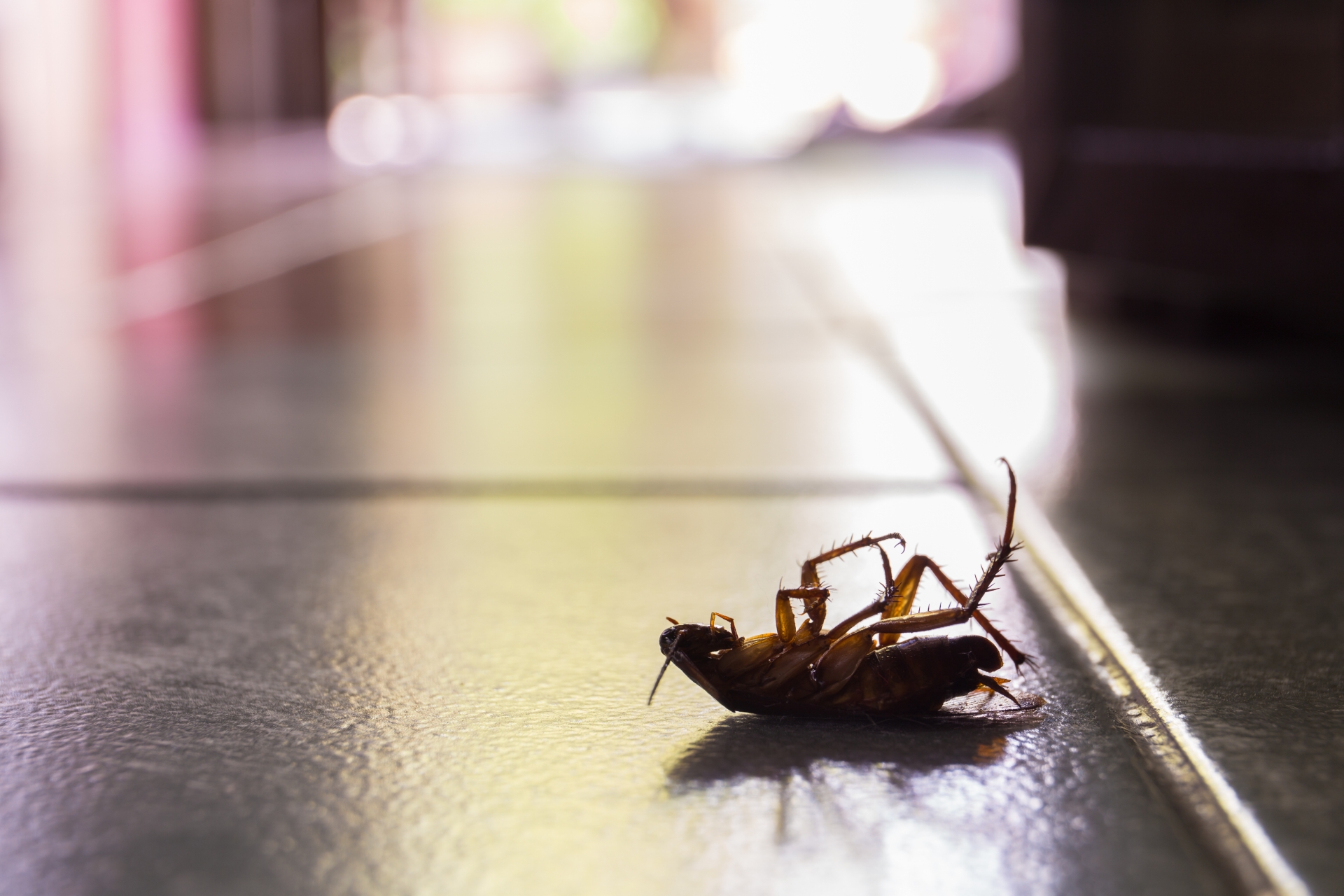 Cockroach Control, Pest Control in Greenhithe, DA9. Call Now 020 8166 9746