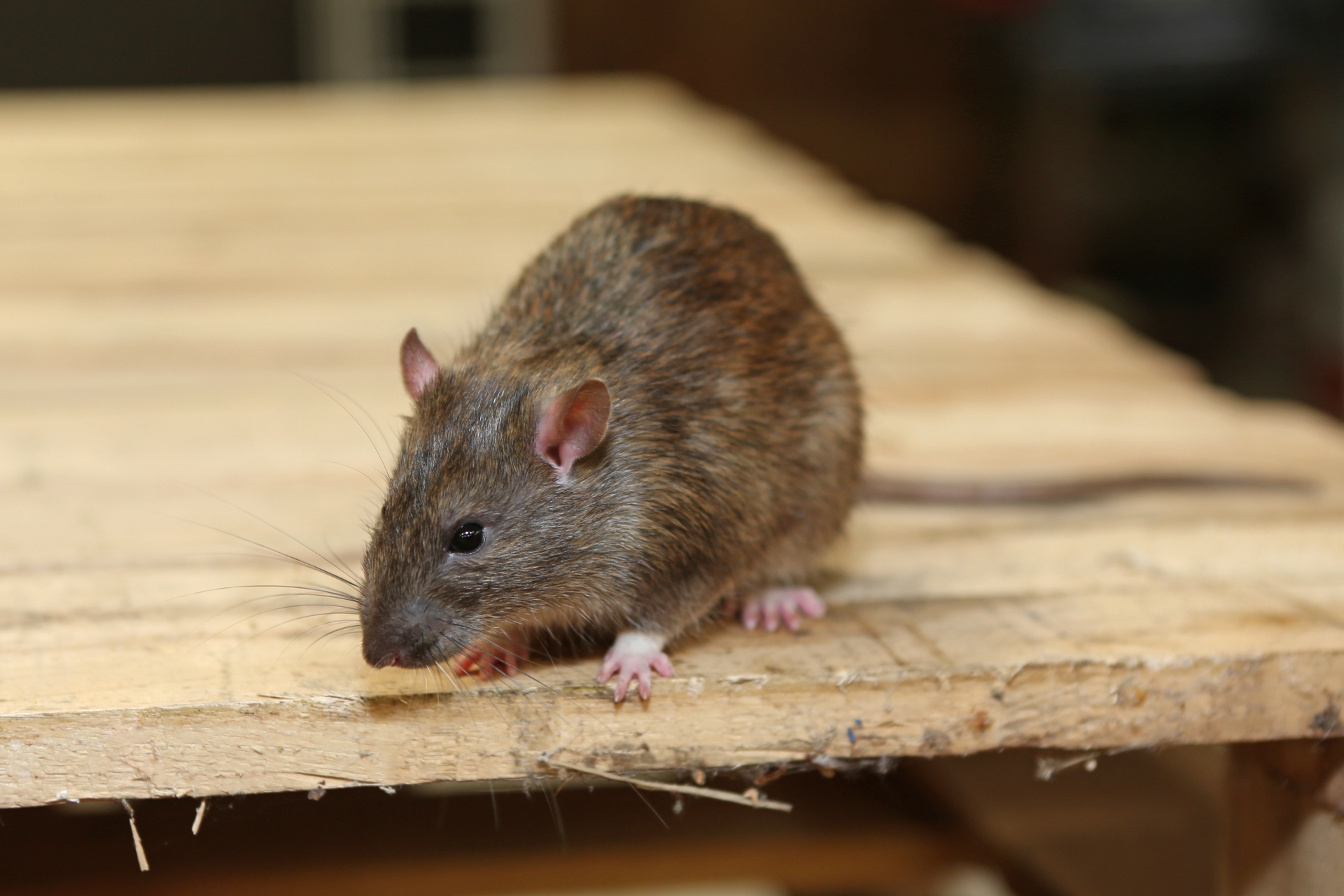 Rat Infestation, Pest Control in Greenhithe, DA9. Call Now 020 8166 9746