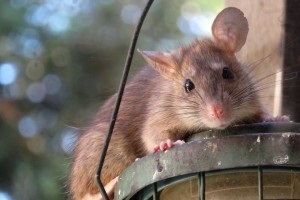 Rat Control, Pest Control in Greenhithe, DA9. Call Now 020 8166 9746