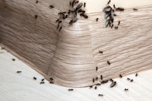 Ant Control, Pest Control in Greenhithe, DA9. Call Now 020 8166 9746