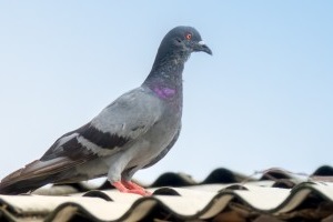 Pigeon Control, Pest Control in Greenhithe, DA9. Call Now 020 8166 9746