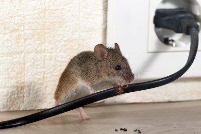 Pest Control in Greenhithe, DA9. Call Now! 020 8166 9746