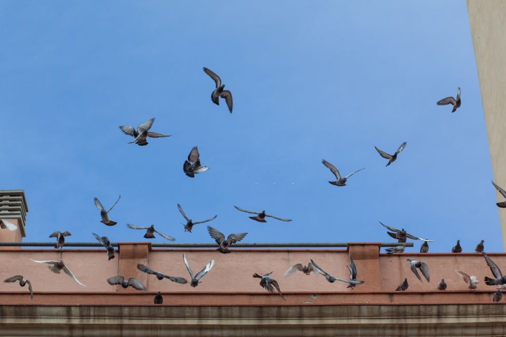 Pigeon Pest, Pest Control in Greenhithe, DA9. Call Now 020 8166 9746