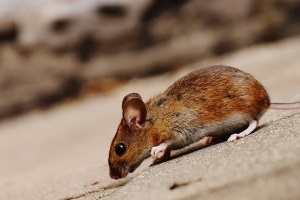 Mouse extermination, Pest Control in Greenhithe, DA9. Call Now 020 8166 9746