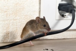 Mice Control, Pest Control in Greenhithe, DA9. Call Now 020 8166 9746